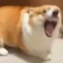 emoji_corgi