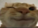 Cat_wink