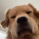 SC_91memedog SC_91memedog