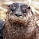 northamericanriverotter0101