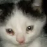 14_catto_cry5 Discord Emoji