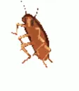 cockroachdancing
