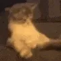 kok