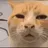 huhcat