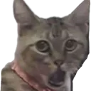 gasp