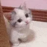 catStaring