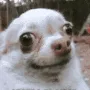 bro