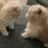 kittyFight