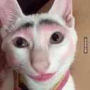 cat_eyebrows