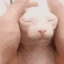 Bingus