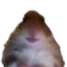hampter