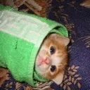 kittyburrito2 Discord Emoji