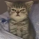 stare