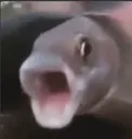 pogfish pogfish