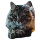 mog_momebt