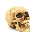 skull