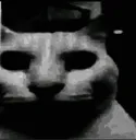 Cat_darkwa