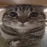 fattycatty