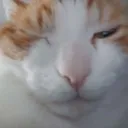 rizz