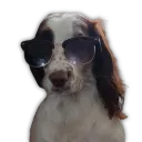 harpIRL