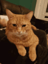 gingercatwhathappened Discord Emoji