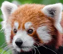 redpandafacehd Discord Emoji