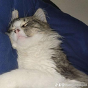 sleepykitty Discord emoji