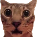 shockedcat