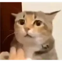 c8114f221cf74acc9c461a819ec36055