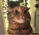 Shock