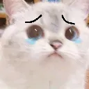 sad_cat