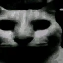 hollowcat