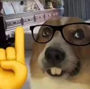 NerdDog