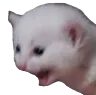 catscream