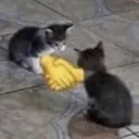 catHandshake catHandshake