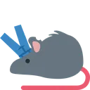 rat_pants_on_head rat_pants_on_head