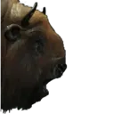 SurprisedBison