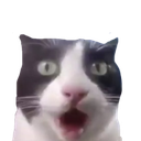 astonishedcat