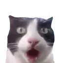 astonishedcat