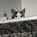 catwatch
