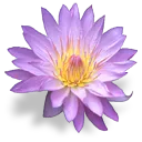 flowerwaterlily