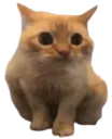 spoingus