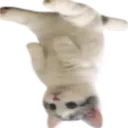 uoppsdnus