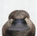 platypus