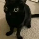 TS_CatWhat