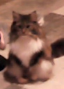 image Discord Emoji | ☯𝗗𝗥𝗘𝗔𝗠𝗟𝗔𝗡𝗗☯