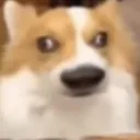 Amongus
