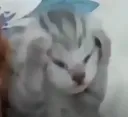 im_kitty_ohno im_kitty_ohno