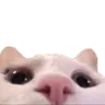 catlurk