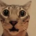 e_anioop